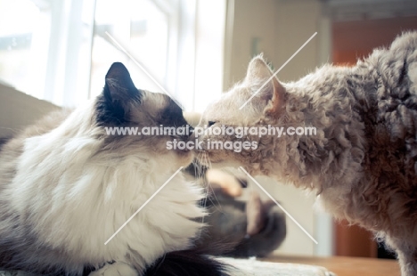 Laperm and Ragdoll cats sniffing noses on table