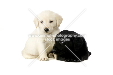 Golden and black Labrador Puppies isolated on a white background