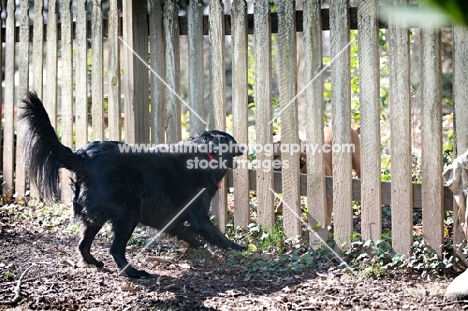 black shepherd mix barking at fence