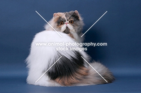 fluffy female Persian back view on blue background, Blue Tortie & White colour