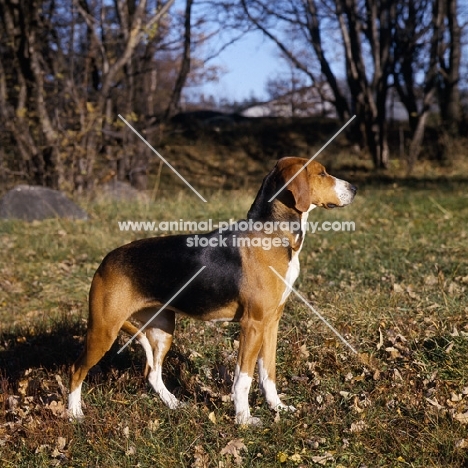 hamiltonstovare standing on grass