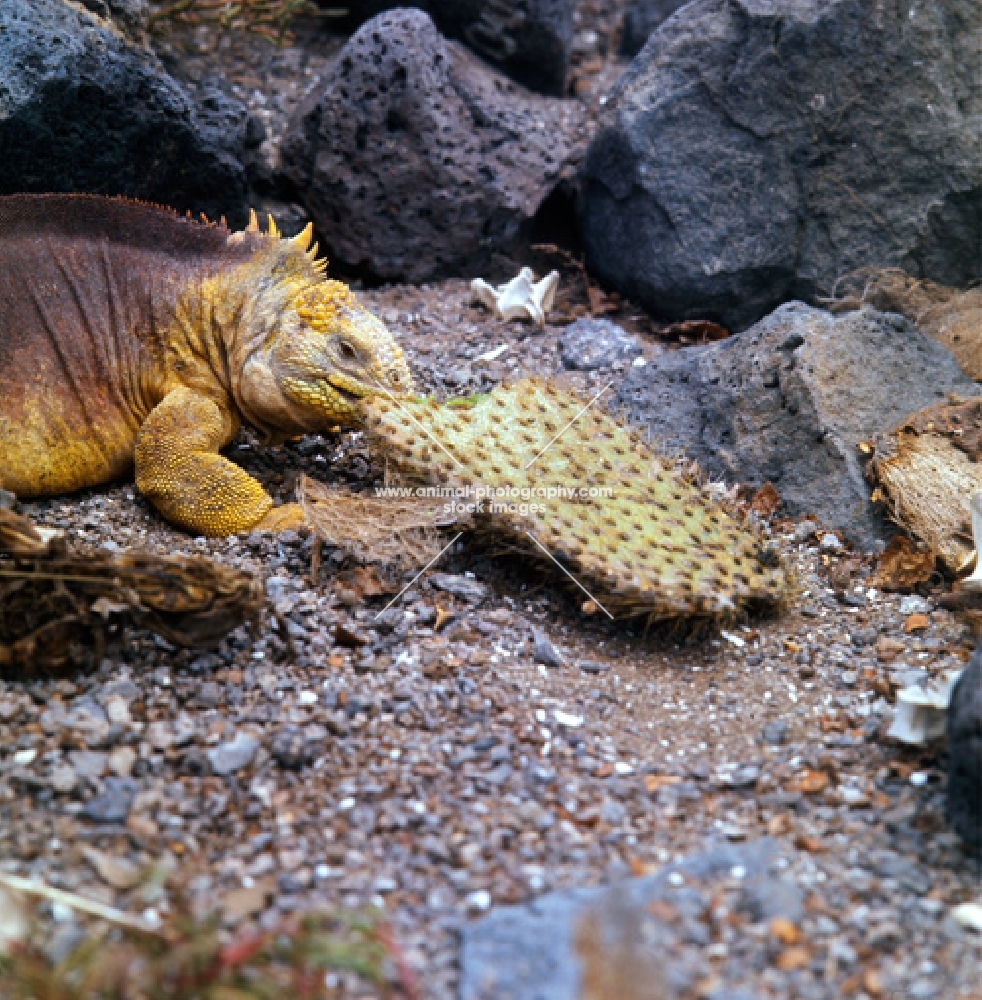 land iguana eating cactus on south plazas island, galapagos islands