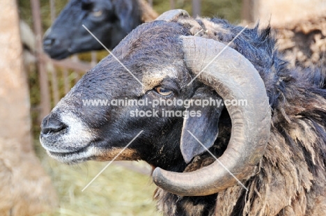 Nguni sheep