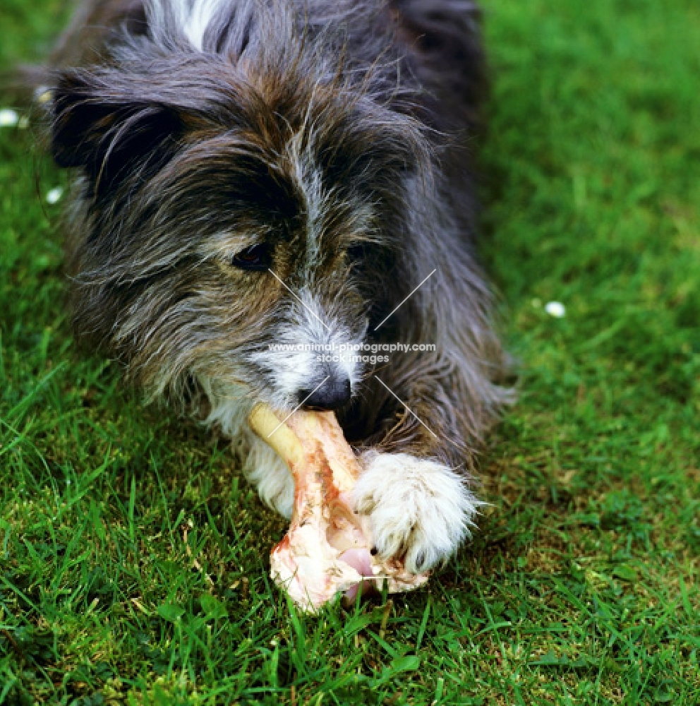 cross bred sheepdog chewing a bone