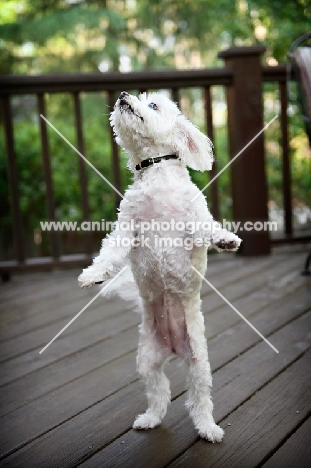 maltese standing on back legs