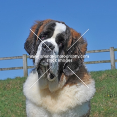 Saint Bernard portrait