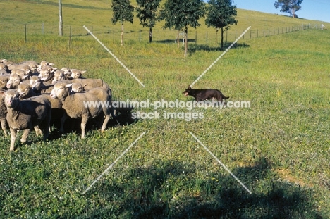 kelpie herding sheep, working champion