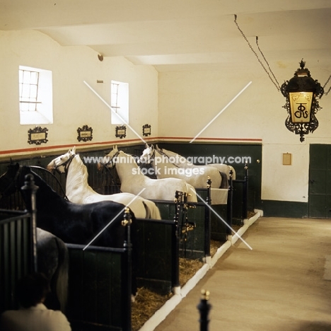 Lipizzaners in stalls at lipica