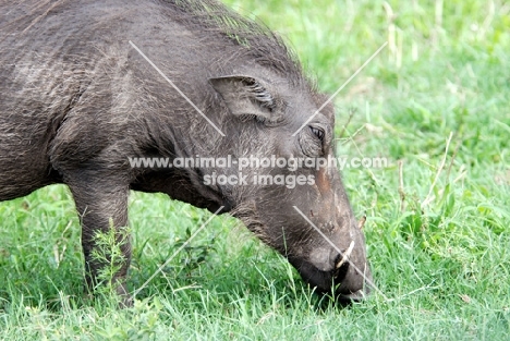 Warthog