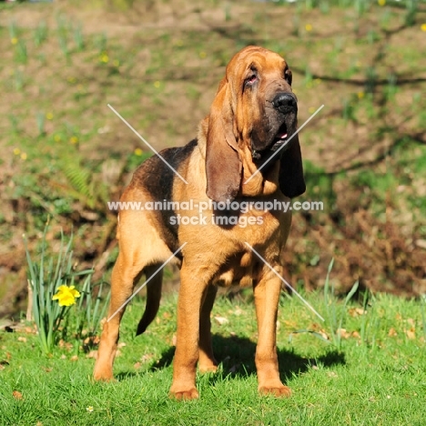 Champion Bloodhound