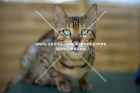 Bengal cat