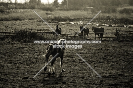 Belgian filly cantering down to her friends