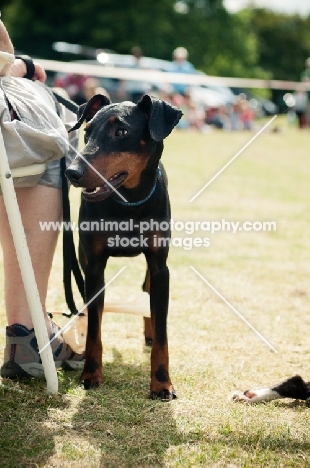 English Toy Terrier near chair