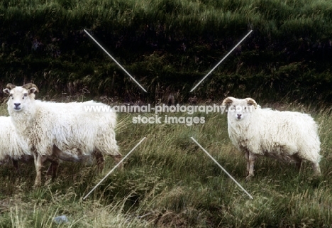 iceland sheep in iceland