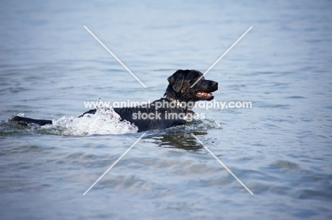black labrador retriever swimming in a lake