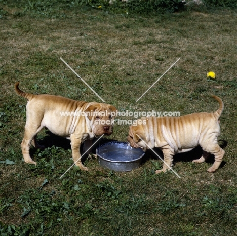 two shar pei puppies