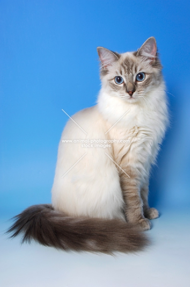 blue tabby point ragdoll cat