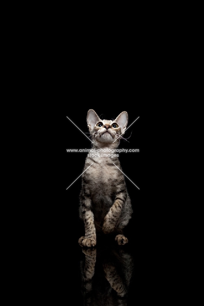 young peterbald cat looking up