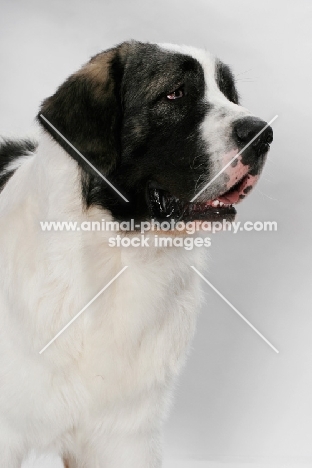 White and Gray Pyrenean Mastiff