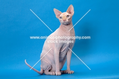 red point and white Sphynx sitting on blue background