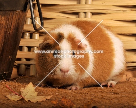 bi-coloured guinea pig