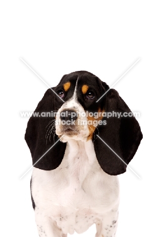 Basset Hound cross Spaniel puppy isolated on a white background