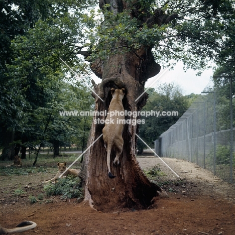 lioness climbing a hollow tree in windsor safari park