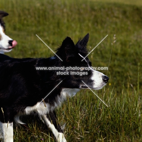 border collie eyeing