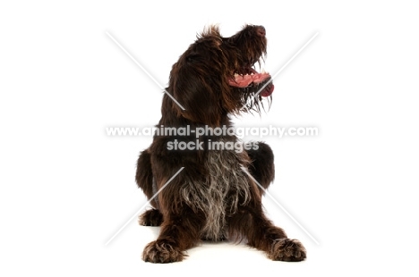 German Wirehaired Pointer lying isolated on a white background looking up to the right