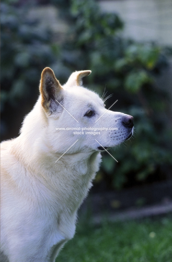 Korean Jindo portrait