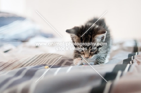 kitten walking on bed