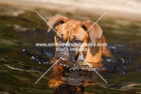 Boxer in water