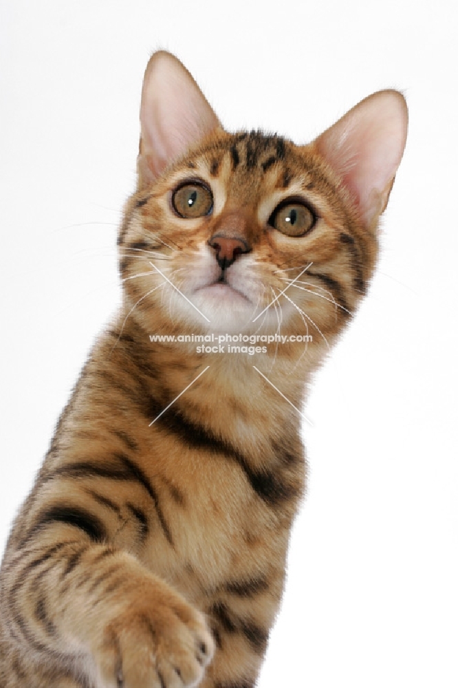 young brown spotted tabby Bengal cat on white background, portrait