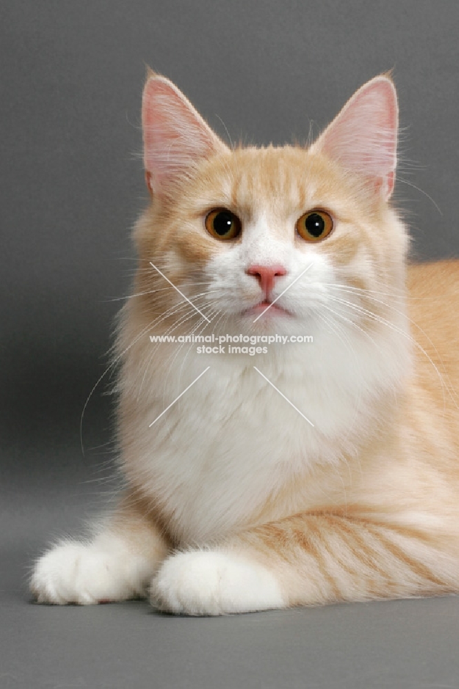 Norwegian Forest Cat lying down, Cream Mackerel Tabby & White