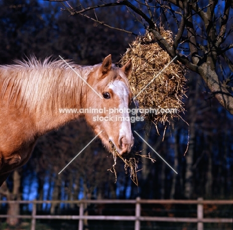 pony in winter feeding from haynet