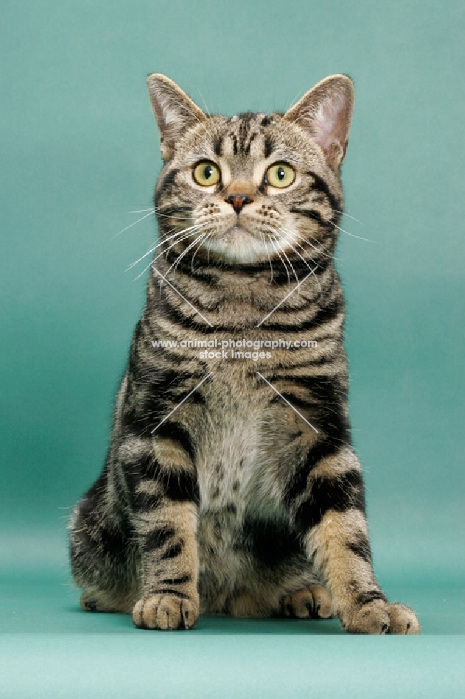 Brown Classic Tabby American Shorthair, green background, sitting down