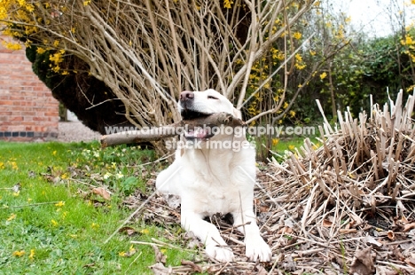 Smug Labrador holding large stick in his mouth in the garden