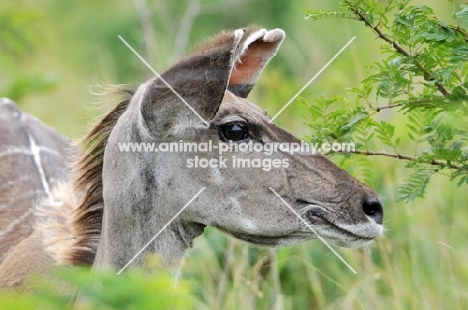 Kudu