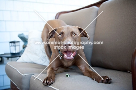 chocolate pit bull mix play bowing on couch with treat in mouth