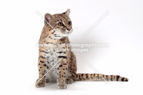 female Brown Spotted Tabby Geoffoy's Cat