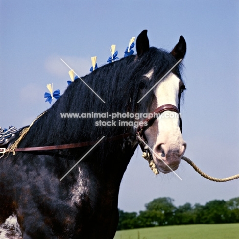 Johnston Realisation, Clydesdale stallion looking at camera