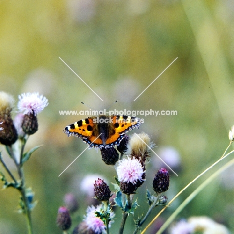 small tortoiseshell  butterfly on a flower