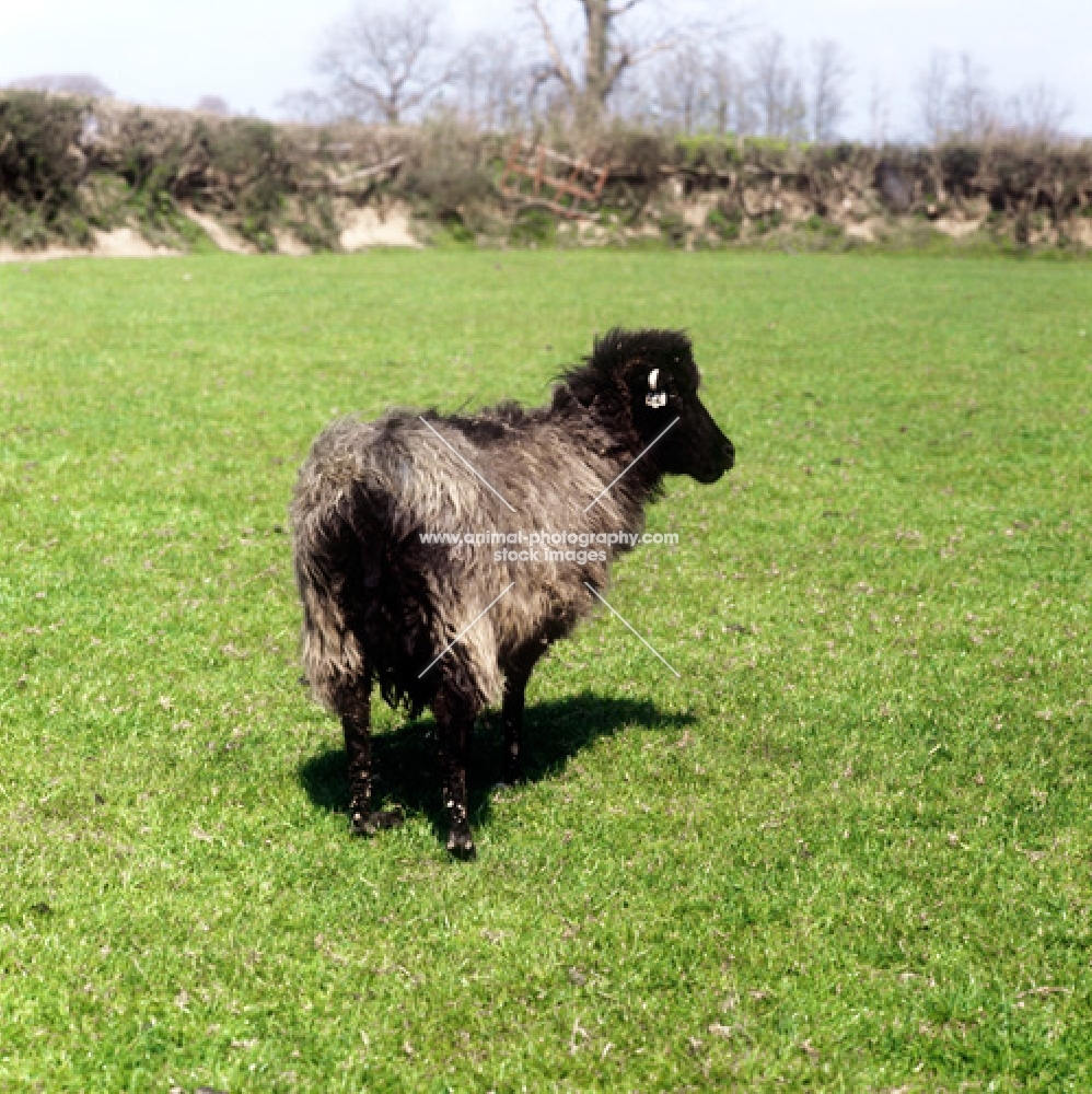 saint kilda sheep in field