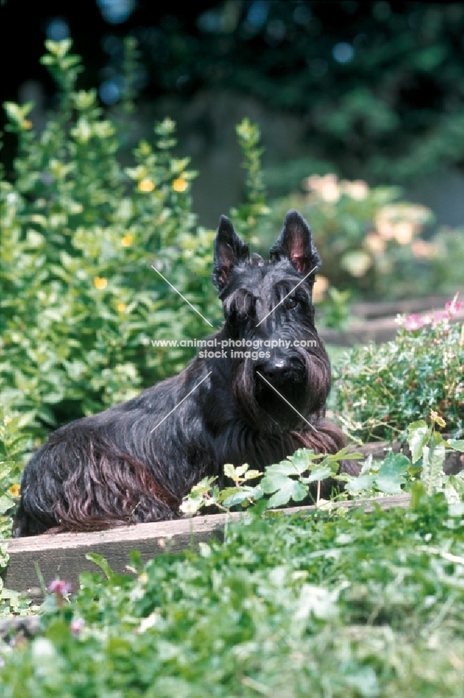Scottish Terrier amongst greenery