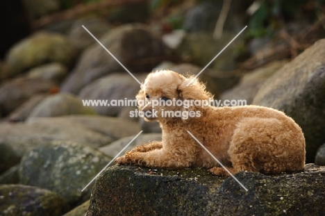 apricot coloured toy Poodle lying on rock