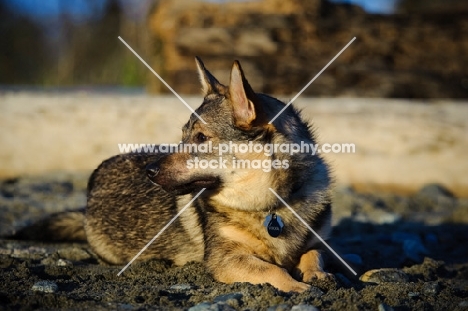 Swedish Vallhund lying down