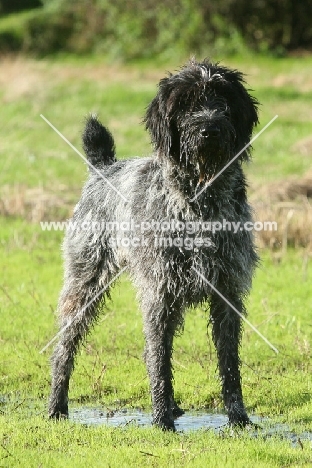 wet German Wirehaired Pointer