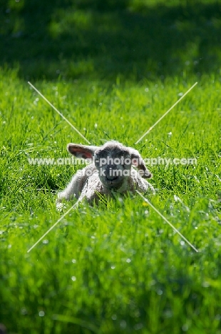 Swifter lamb lying down on grass