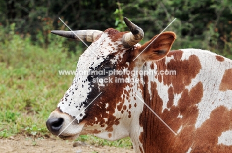 Nguni Cattle