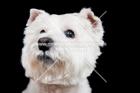 West Highland White Terrier portrait